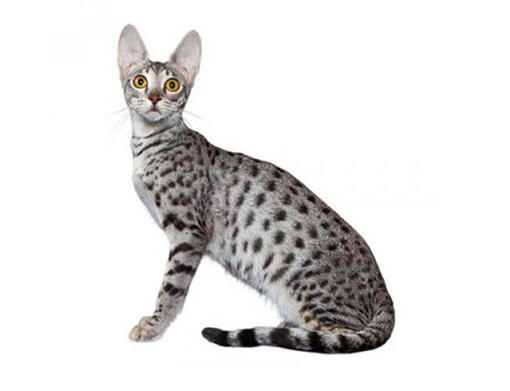 Purina store cat breed